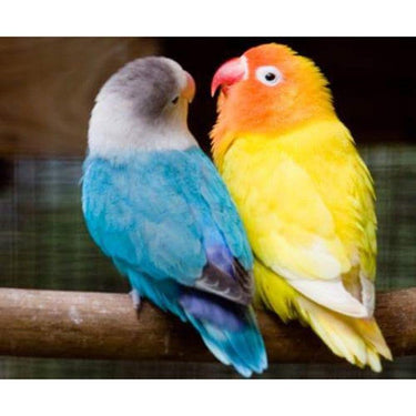 Yellow and Blue Diamond Painting Kit - DIY